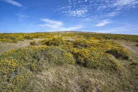 Gorse growing wild on the moors Fotos de archivo