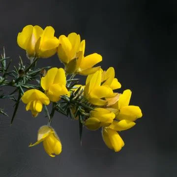 Gorse IMG 0130 Stock Photos