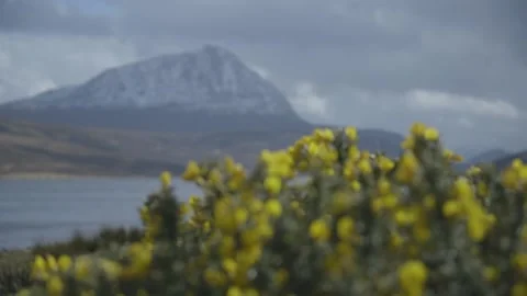 Gorse at Loch Hope Stock Footage 158229480