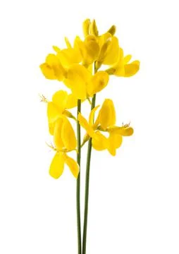 Gorse Stock Photos