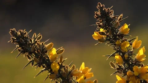 Gorse plant close up, backlit with out of focus background Stock Footage 238591453