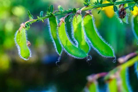 Gorse Seeds Stock Photos