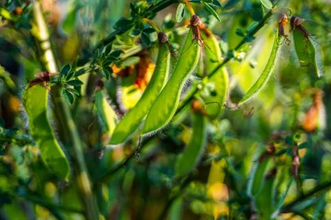 Gorse Seeds in the sunlight Stock Photos