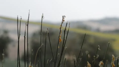 Gorse before a storm 스톡 동영상 156712094