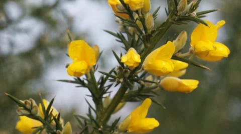Gorse - ulex europaeus Stock Footage 34382925