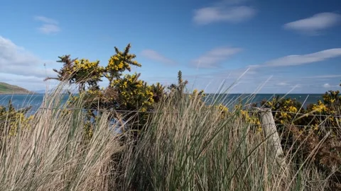 Gorse yellow flower springtime seaside Northern Ireland Stock-Footage 303957380