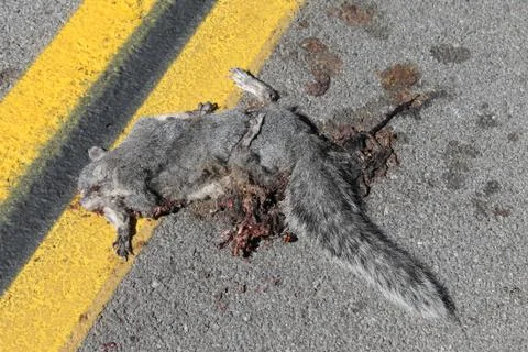 Gory Roadkill Gray Squirrel with Yellow Jackets Stock Photos