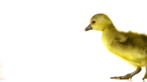 Goseling is awkwardly walking on a white background Vidéo 24845341