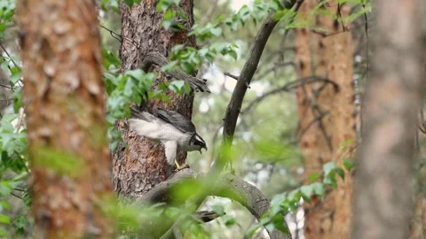 A goshawk after a hunt. 스톡 동영상 329602395