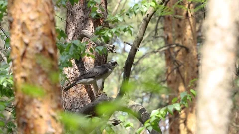 A goshawk after a hunt. Video stock 329602405