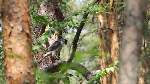 A goshawk after a hunt. Stock Footage 329602463