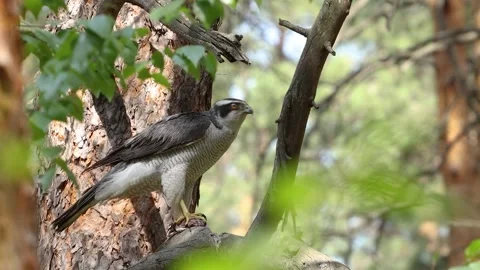 A goshawk after a hunt. 動画素材 329602548