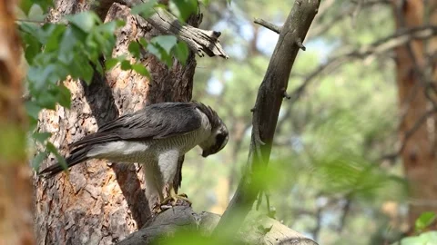 A goshawk after a hunt. 動画素材 329602623