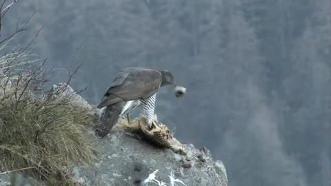 Goshawk astore (Accipiter gentilis) Stock Footage 233515477