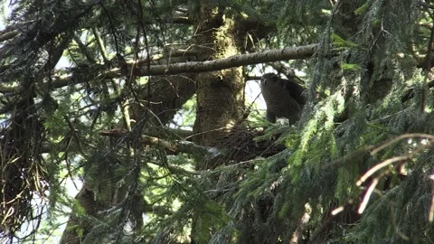 Goshawk astore (Accipiter gentilis) Stock Footage 233515919