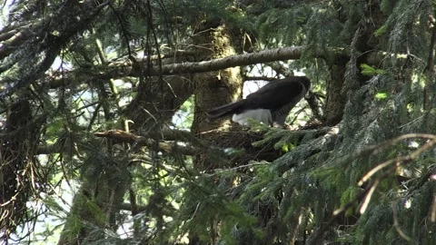 Goshawk astore (Accipiter gentilis) Stock Footage 233516271