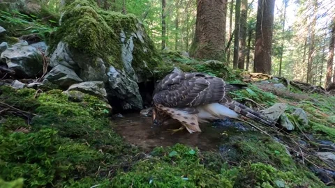 Goshawk astore (Accipiter gentilis) Stock Footage 233624312