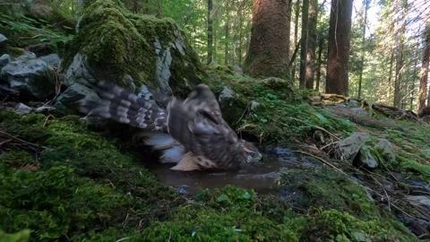 Goshawk astore (Accipiter gentilis) Stock Footage 234922129