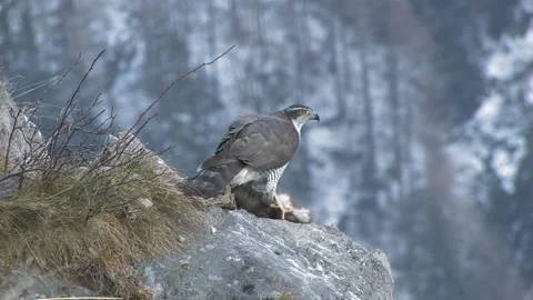 Goshawk astore (Accipiter gentilis) Stock Footage 239985702