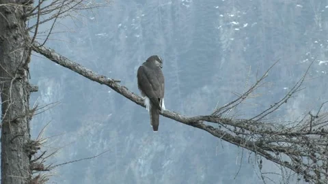 Goshawk astore (Accipiter gentilis) Stock Footage 239986311