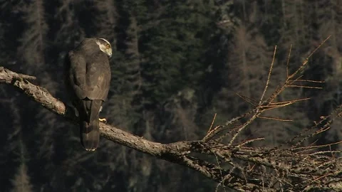 Goshawk astore (Accipiter gentilis) Stock Footage 239987360