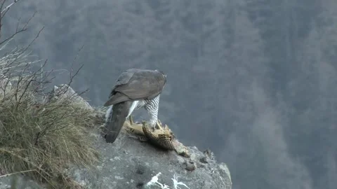 Goshawk astore (Accipiter gentilis) Stock Footage 239988522