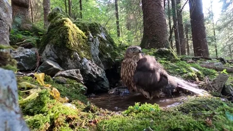 Goshawk astore (Accipiter gentilis) Stock Footage 245426765