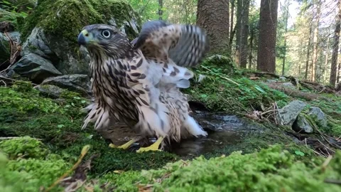 Goshawk astore (Accipiter gentilis) Stock Footage 245438546