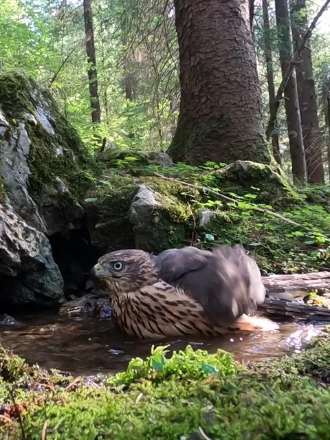 Goshawk astore (Accipiter gentilis) Stock Footage 255898662
