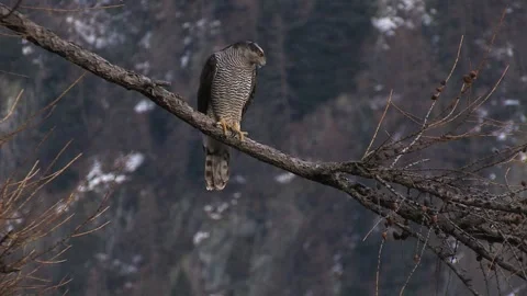 Goshawk astore (Accipiter gentilis) Stock Footage 259392409