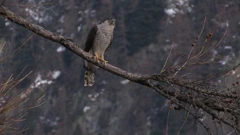 Goshawk astore (Accipiter gentilis) Stock Footage 259392847