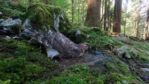 Goshawk astore (Accipiter gentilis) Stock Footage 263661677