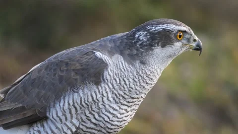 Goshawk attentive to its prey Vídeo Stock 137165197