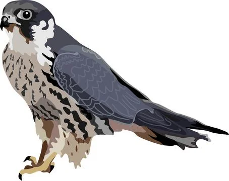 Goshawk Bird Animal Stock Illustration