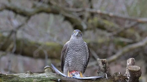 Goshawk Calling Stock Footage 270164253