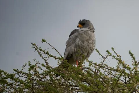 Goshawk eastern pale chanting goshawk or Somali chanting goshawk Melierax Stock Photos
