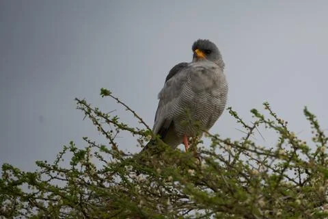 Goshawk eastern pale chanting goshawk or Somali chanting goshawk Melierax Foto stock