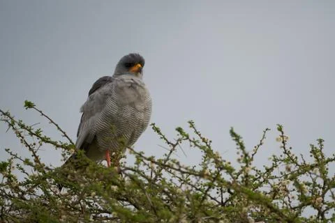 Goshawk eastern pale chanting goshawk or Somali chanting goshawk Melierax Stock Photos
