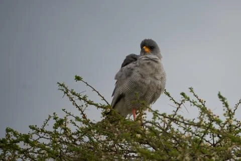 Goshawk eastern pale chanting goshawk or Somali chanting goshawk Melierax Stock Photos