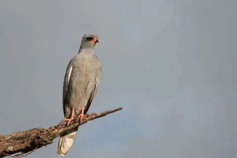 Goshawk eastern pale chanting goshawk or Somali chanting goshawk Melierax Stock Photos