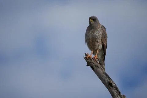 Goshawk eastern pale chanting goshawk or Somali chanting goshawk Melierax Stock Photos