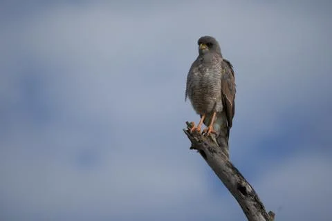 Goshawk eastern pale chanting goshawk or Somali chanting goshawk Melierax Stock Photos