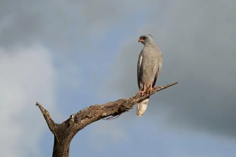 Goshawk eastern pale chanting goshawk or Somali chanting goshawk Melierax Stock Photos