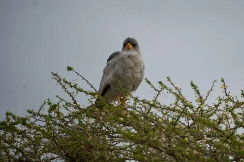 Goshawk eastern pale chanting goshawk or Somali chanting goshawk Melierax Stock Photos