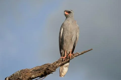 Goshawk eastern pale chanting goshawk or Somali chanting goshawk Melierax Stock Photos