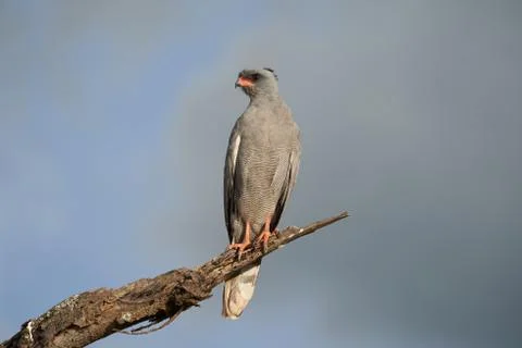 Goshawk eastern pale chanting goshawk or Somali chanting goshawk Melierax Stock Photos