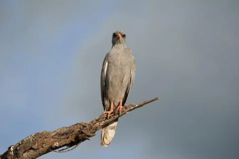 Goshawk eastern pale chanting goshawk or Somali chanting goshawk Melierax Stock Photos