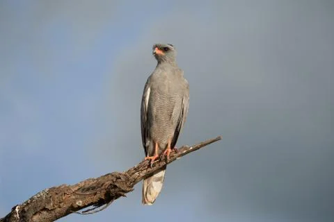 Goshawk eastern pale chanting goshawk or Somali chanting goshawk Melierax Stock Photos
