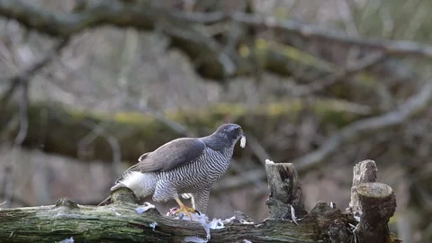 Goshawk feeding Stock Footage 270221782