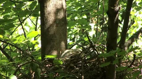 Goshawk Stock Footage 18184966